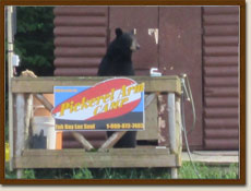 Bear at Tuk Bay cabin